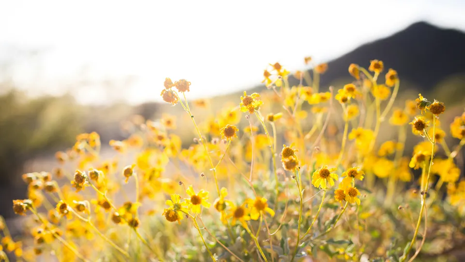 Fiori gialli spontanei illuminati dalla luce del sole del solstizio d'estate